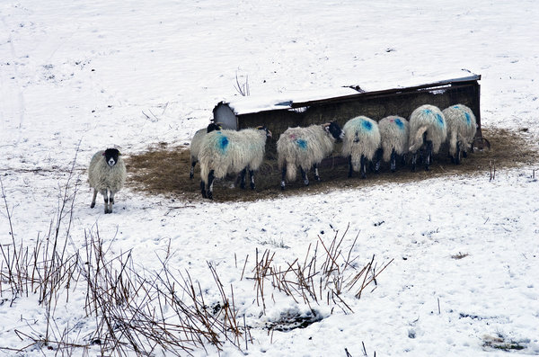 Sheep feeding in Winter