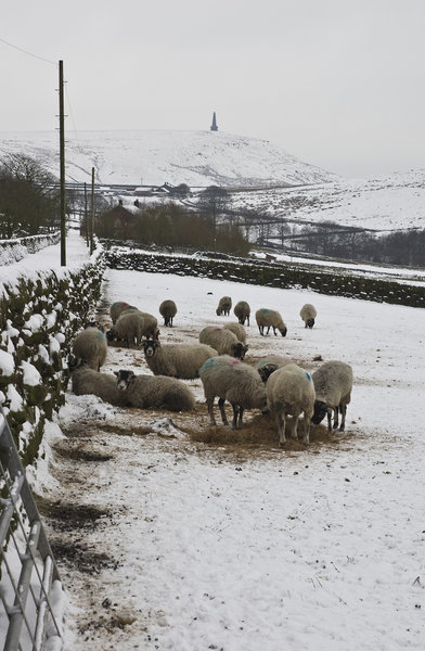 Sheep in snow
