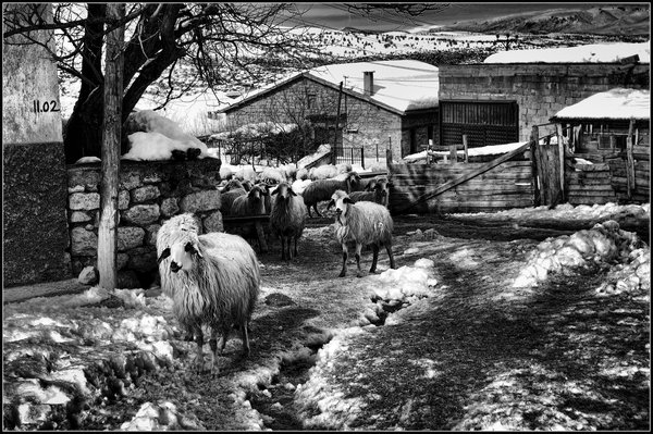 Sheep