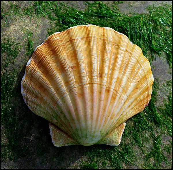 Shell