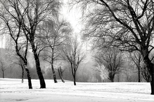 Snow bound