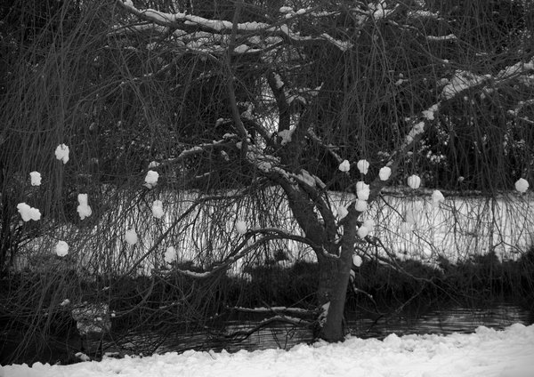 Snowball tree???