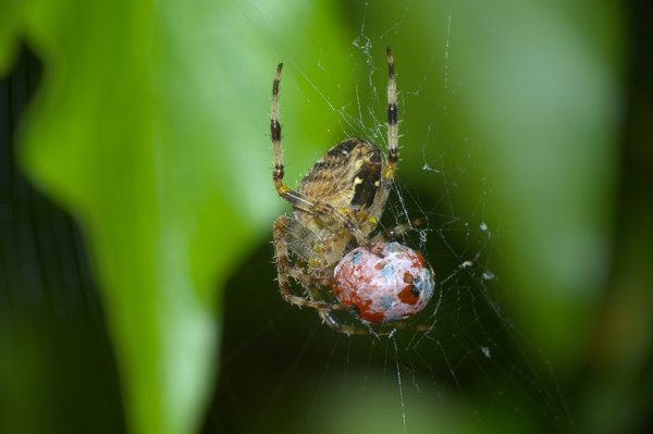 Spider's Dinner
