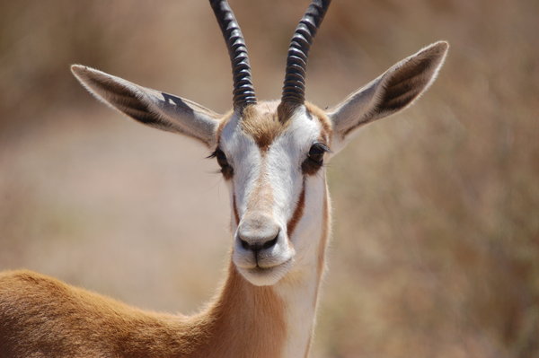 Springbok