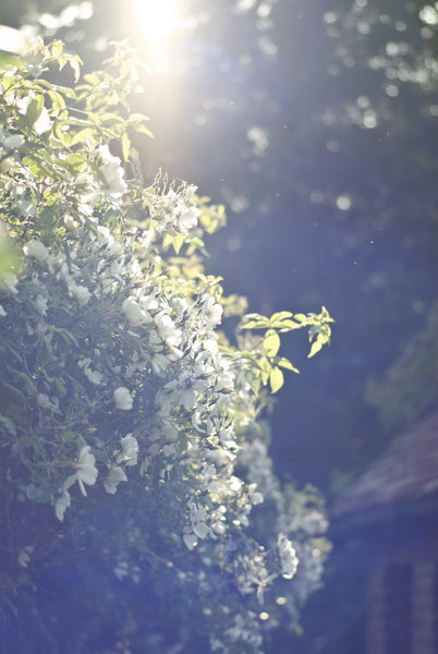 Sunrays