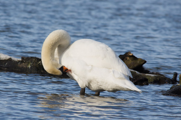 Swan