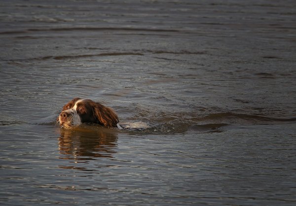 Swim