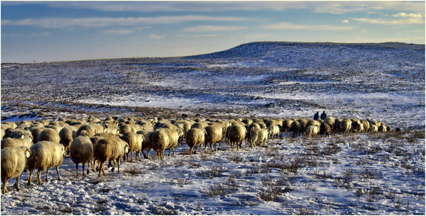 The Flock on Snowy Pastures