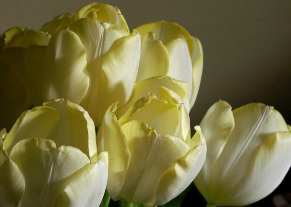 Tulips