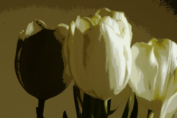 Tulips edited #2