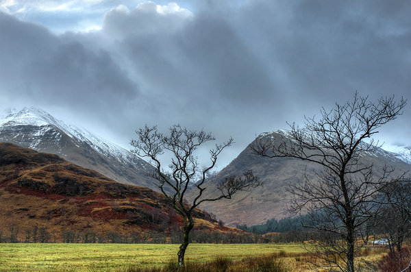 Two Trees