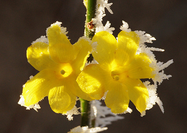 Winter Jasmine