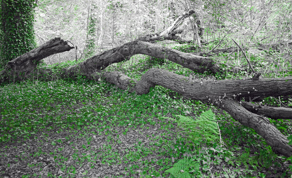 woodland decay