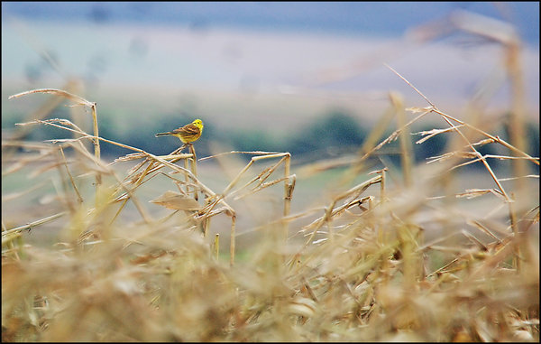 Yellowhammer, Stubble, January.