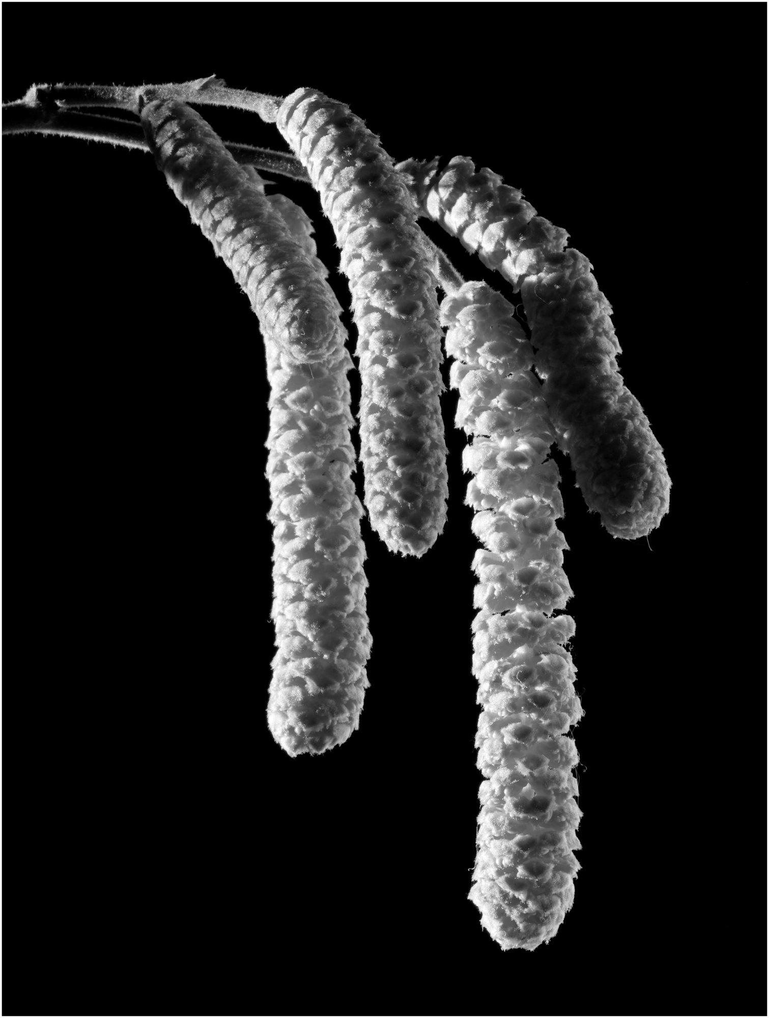 Catkins