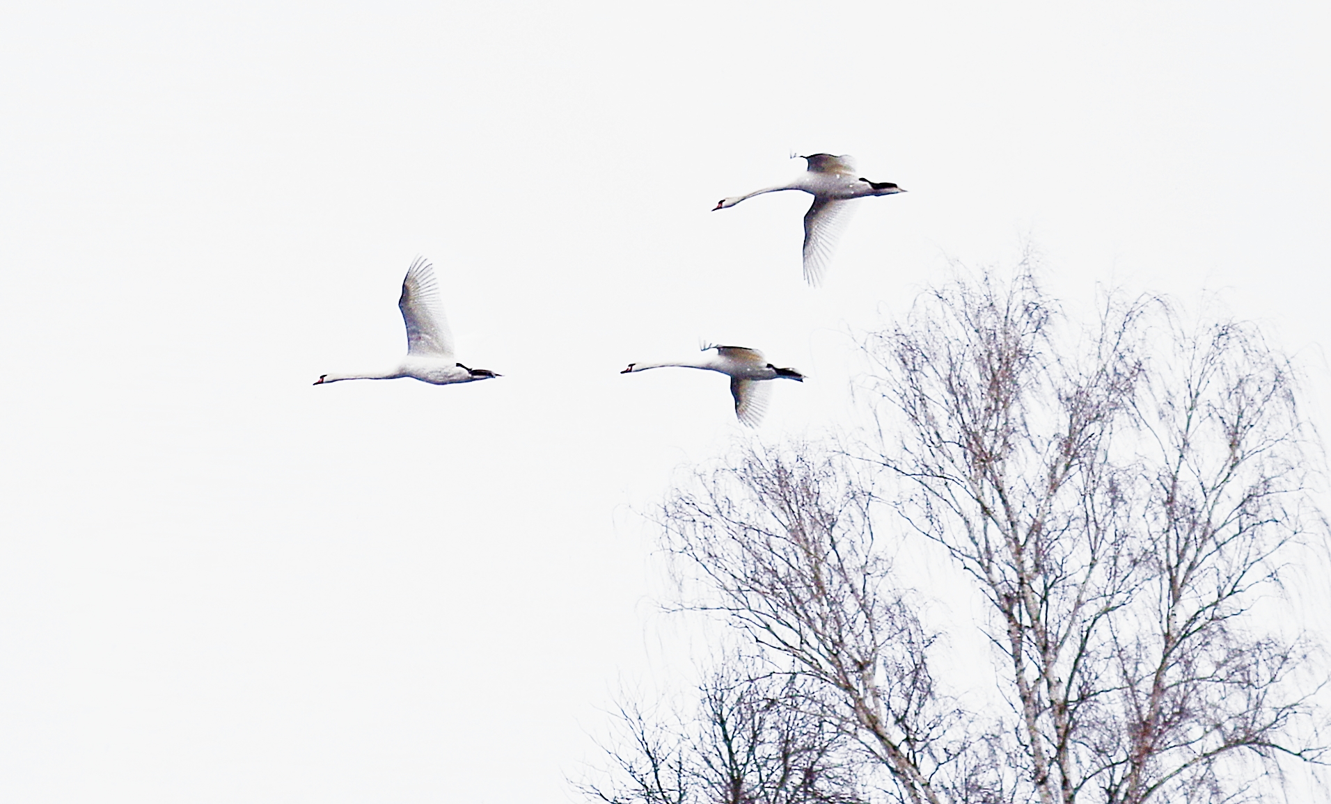 Follow the Leader