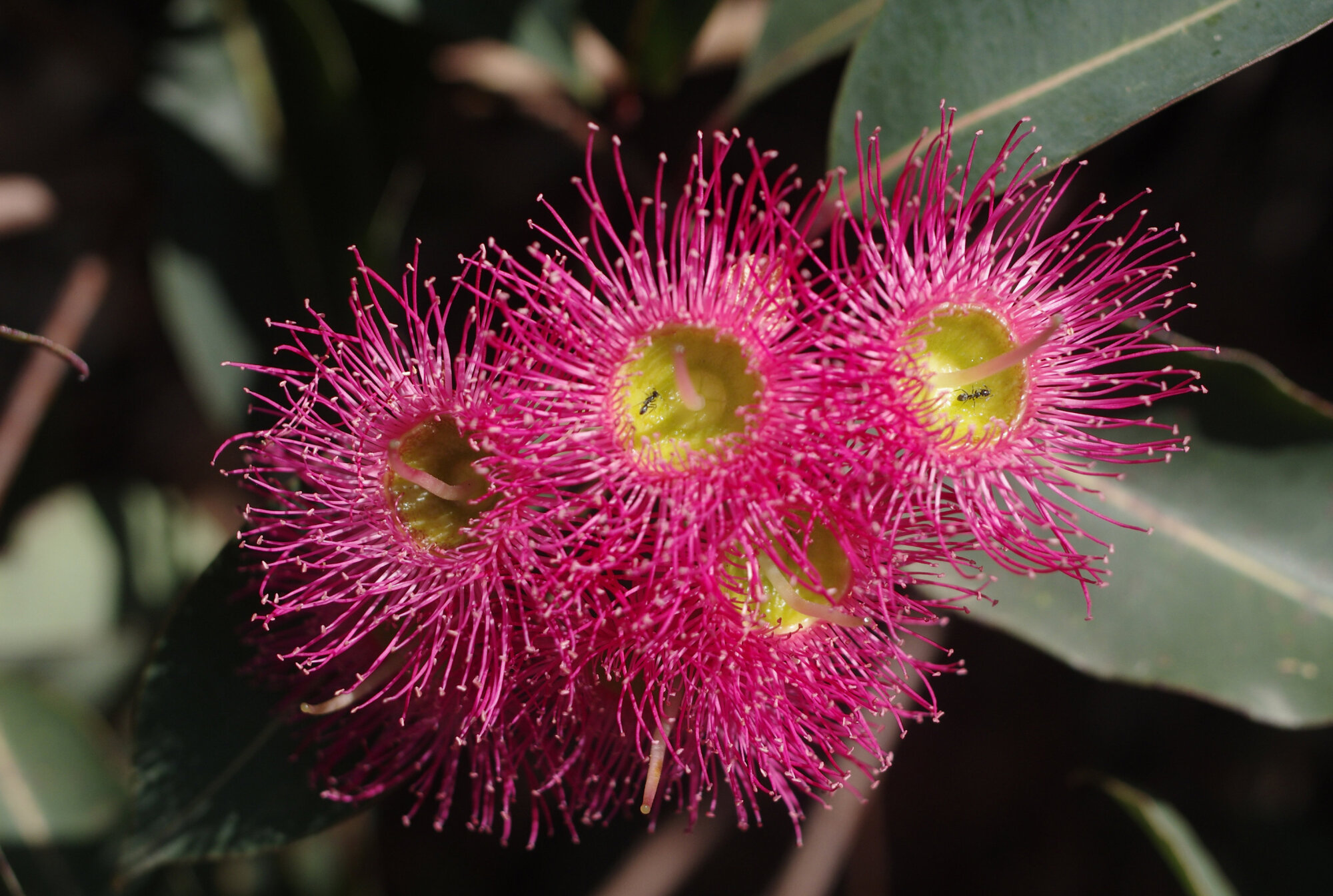 Gum Nut Blossoms