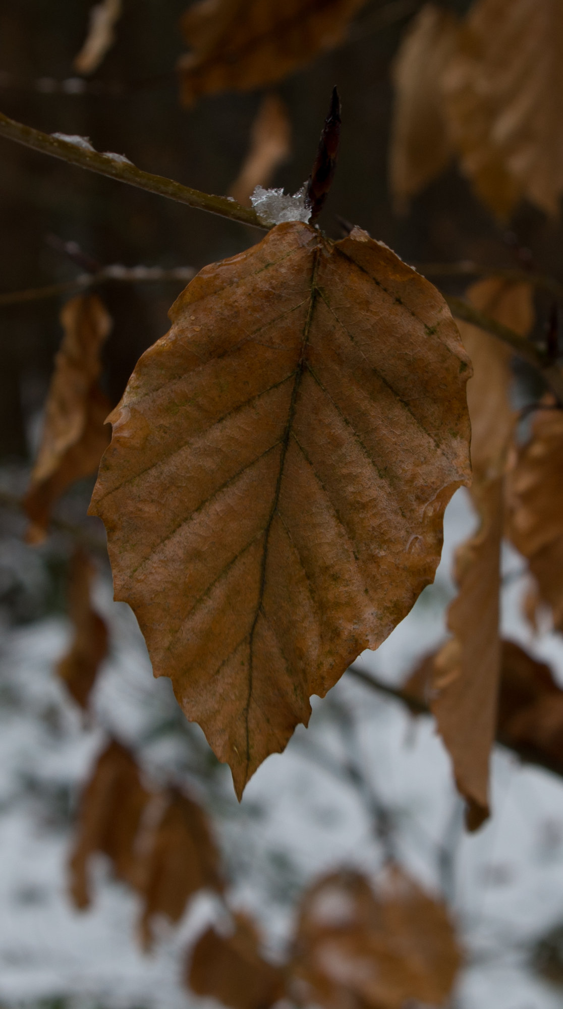 Leaf