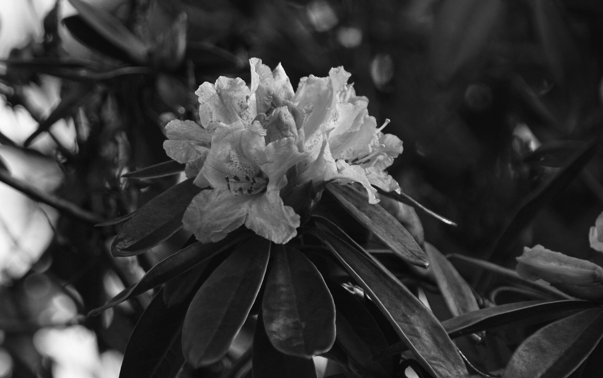 Rhododendrom