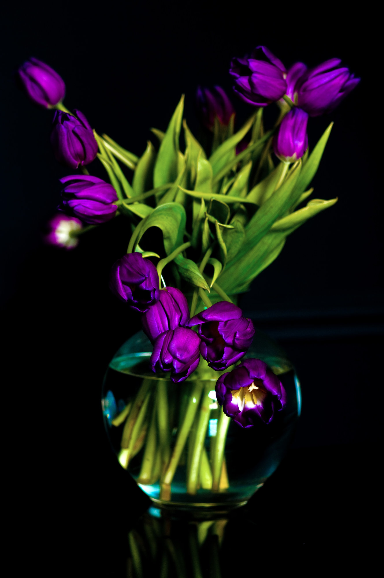 Tulips