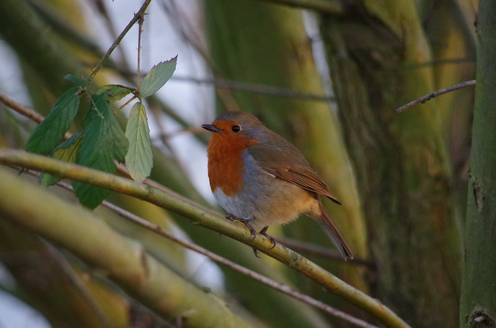 another robin