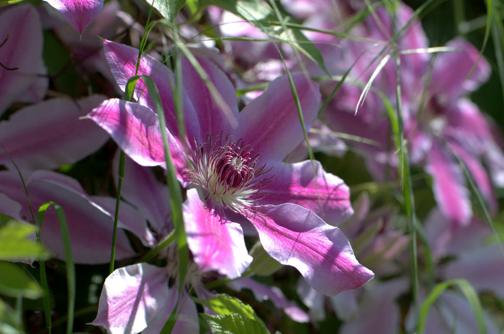Clematis in dappled light
