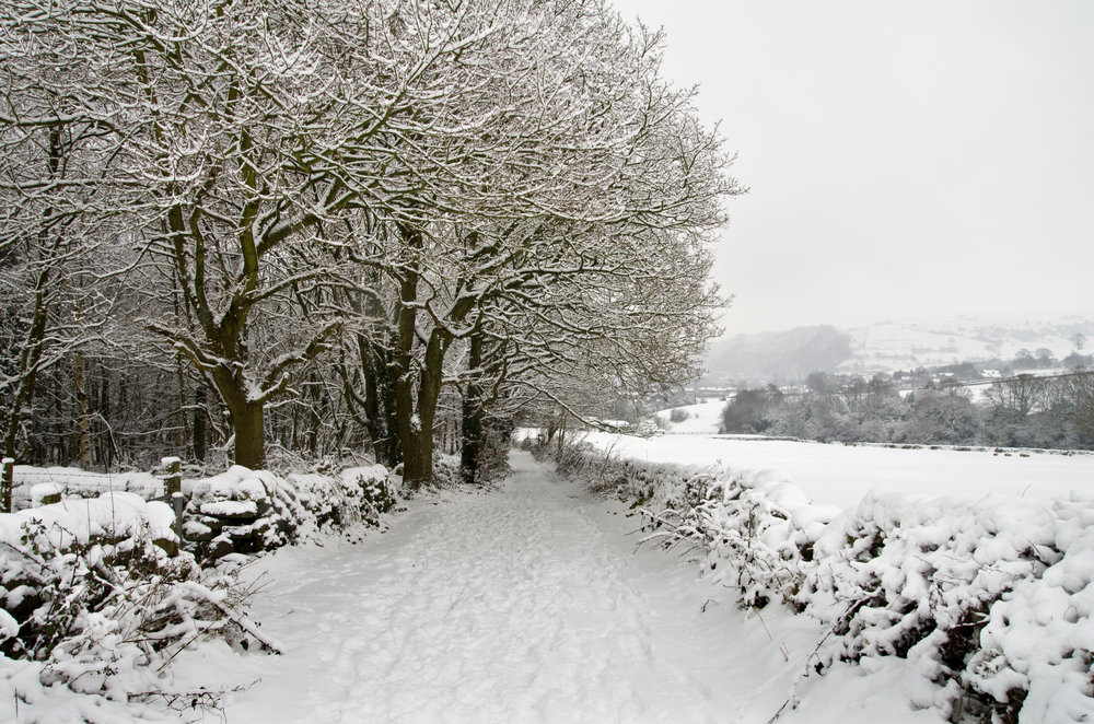 Country Lane in Snow