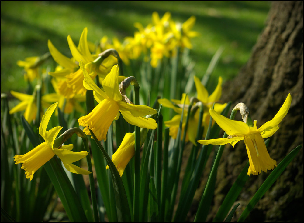 Daffodils