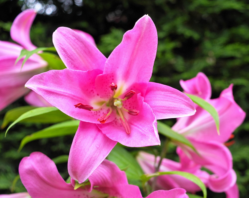 Lillies in the RAW