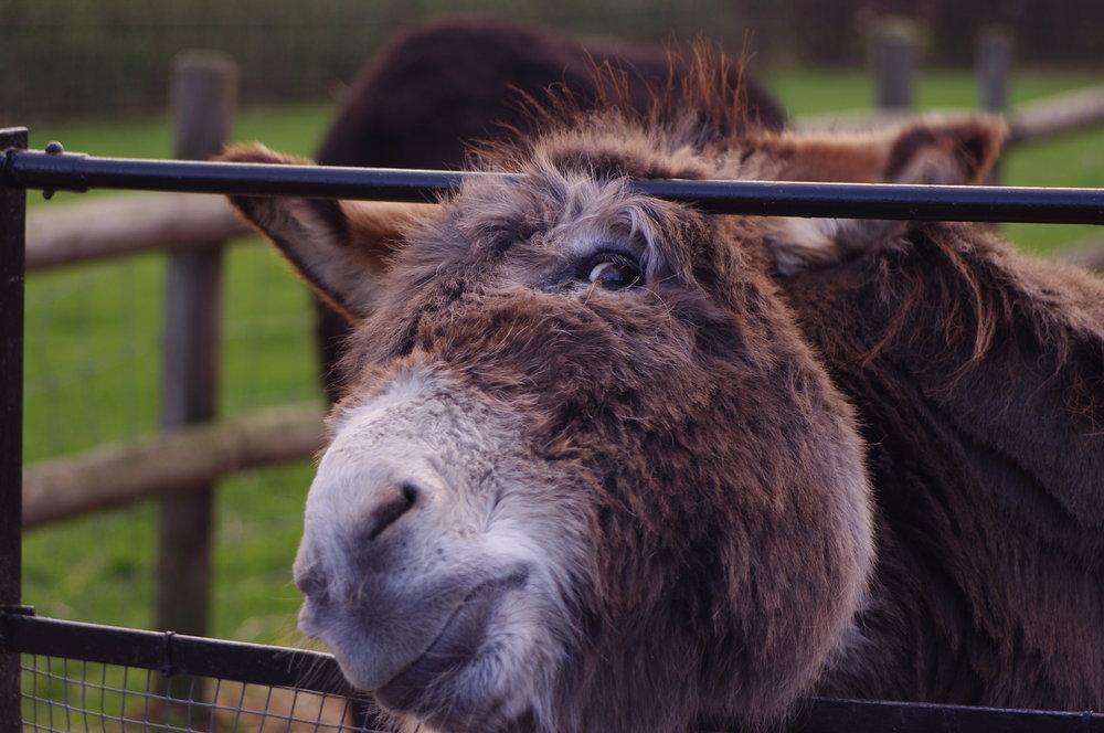 Little Donkey.