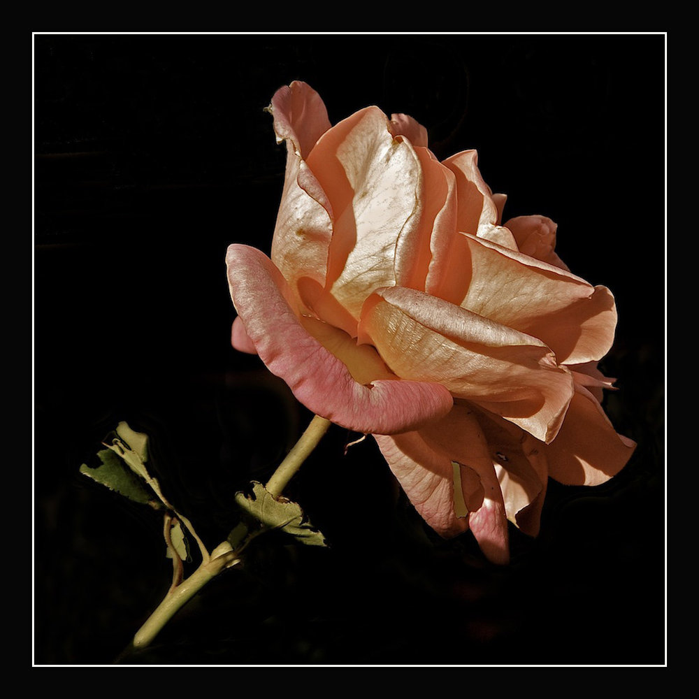 Old rose