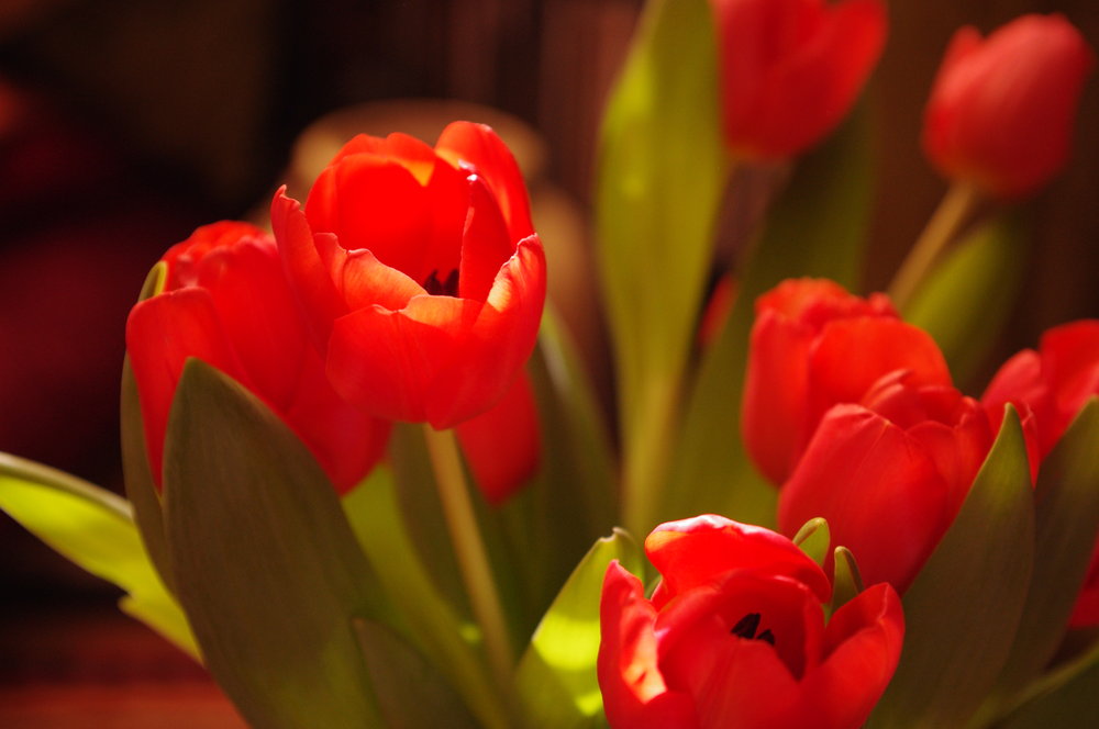 Orange Tulips