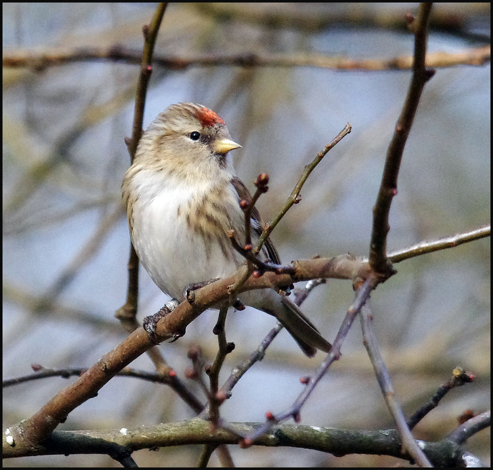 Redpoll