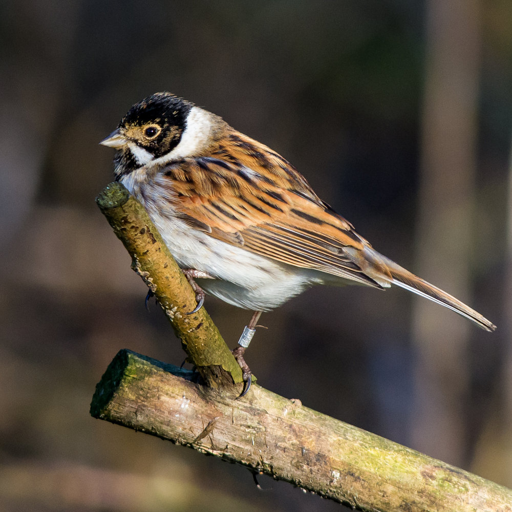 Reed Bunting