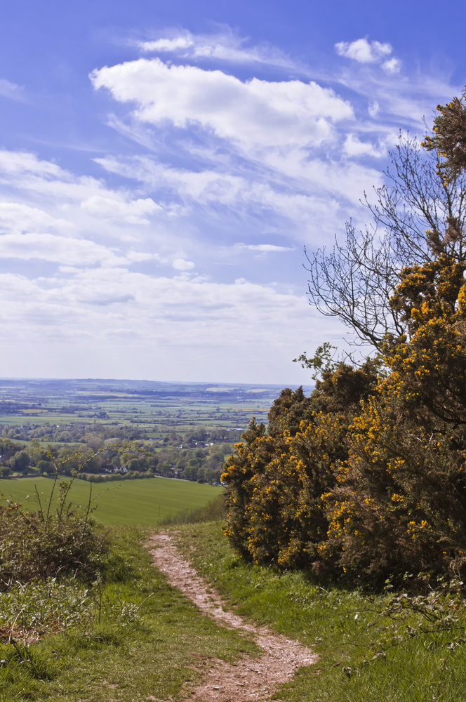 Spring on Coombe Hill (Aylesbury 2012)