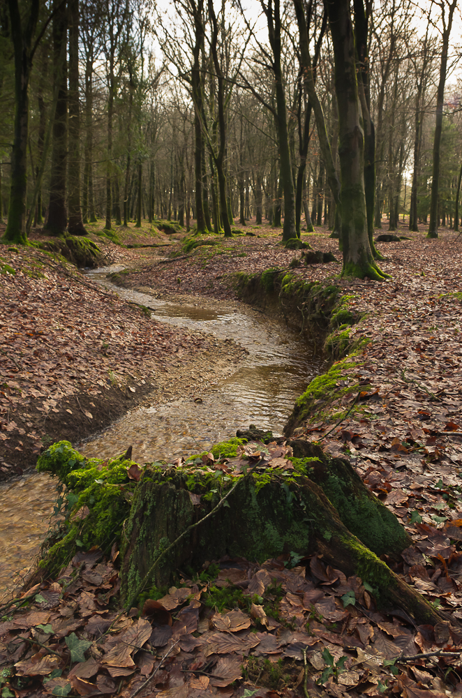 Winter Stream in  New Forest