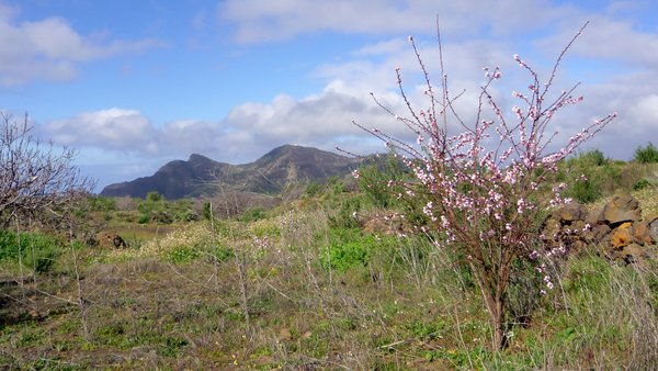 Almond Blossom