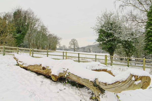 Banstead Forest snowy scene 3