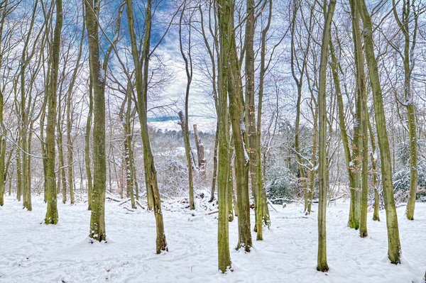 Banstead Forest snowy scene 4