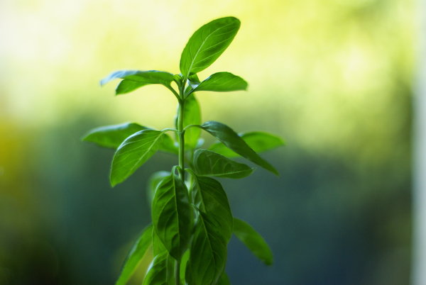 BASIL!!