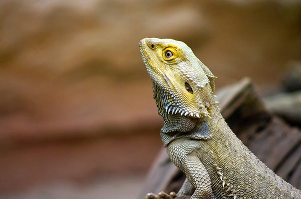 Bearded Dragon Lizard