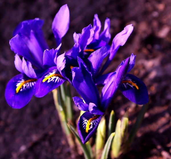 Blue Iris,