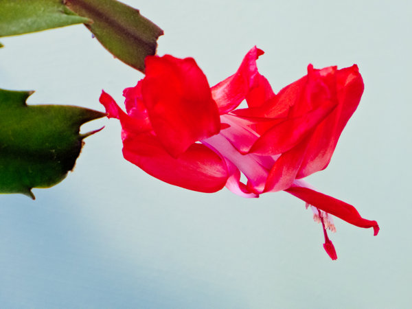 Cactus Flower