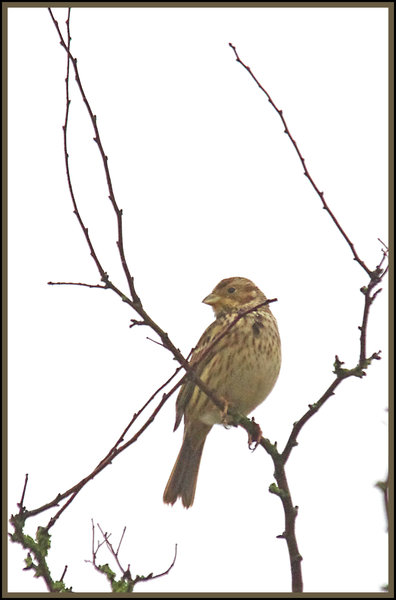 Corn Bunting