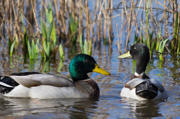 Couple of ducks