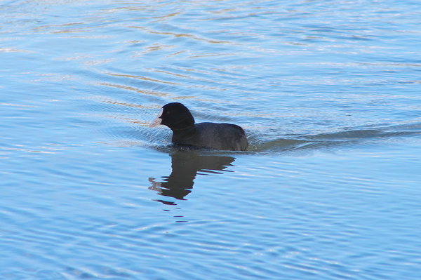 Cute Coot