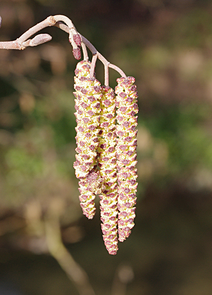 First signs of spring