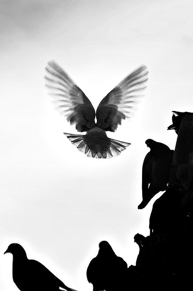 Flight