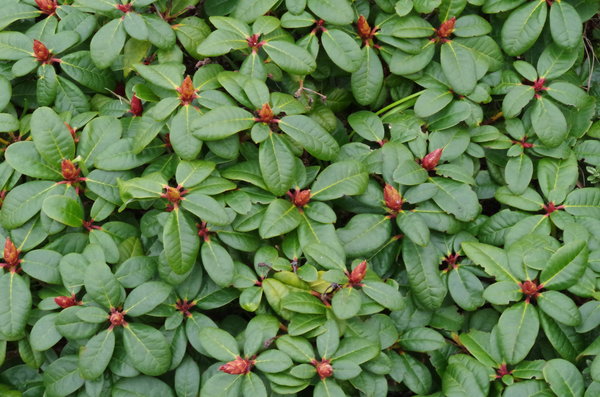 Garden flowers