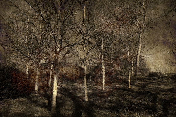 Ghost of the Forest